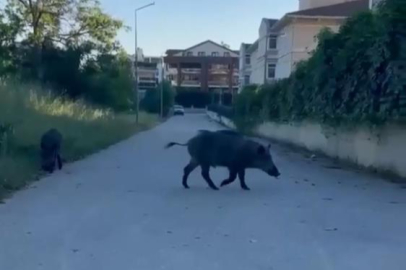 Bursa'da domuzlar yerleşim yerine inerek yiyecek aradı