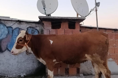 Bursa'da pes dedirten olay! Kesmek için büyükbaş hayvanı 6'ıncı kata çıkardı