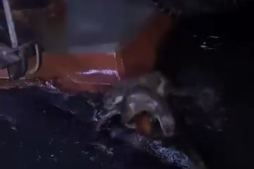Bursa'da su samurlarının balık keyfi kamerada
