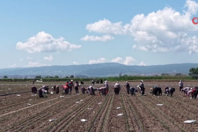 Karacabey'de kapya biber fide dikimi sürüyor