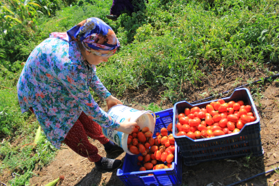 14 salça fabrikasına sahip Karacabey'de domates sezonu başlıyor