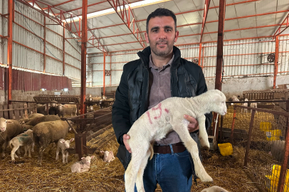 57 yıllık tecrübeden koyunculuğa başlayacaklara önemli öneriler