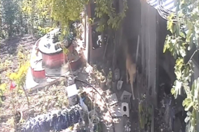 Bursa'da sokak köpekleri kümese girdi, 30 tavuk telef oldu