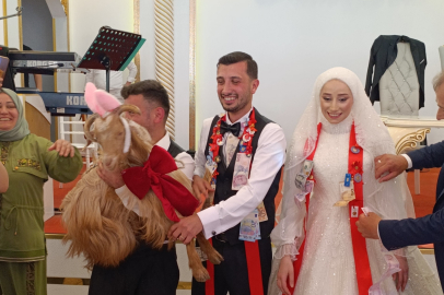 Düğünde altın değil keçi takıldı