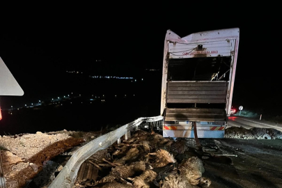 Koyun yüklü tır devrildi: 60 hayvan telef oldu
