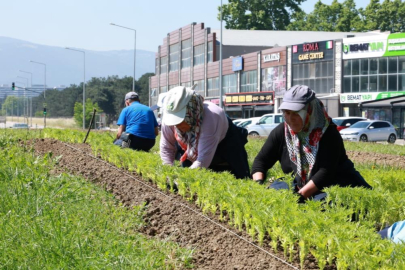 Osmangazi’nin her yeri çiçeklerle donatılıyor