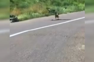 Kartalın nefes kesen yılan avı kamerada