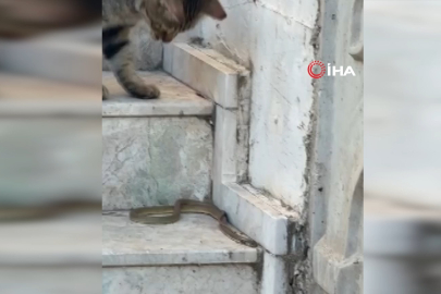 Yılanı oyuncağı sandı