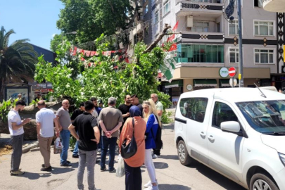 Bursa'da faciadan dönüldü...Asırlık çınar yola devrildi