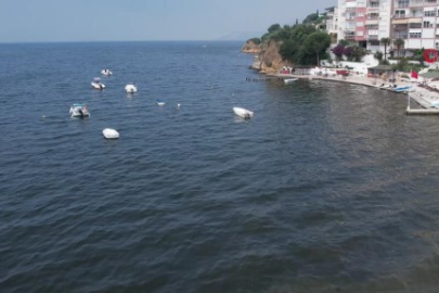 Müsilaj yeniden Gemlik Körfezi'nde