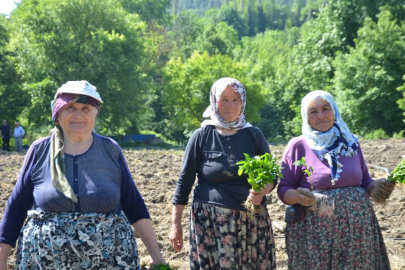 162 yıldır aynı "Ata Tohumu" ile ekiyorlar