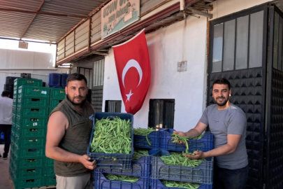 İznik'te Nazende fasulyesinde ilk hasat başladı