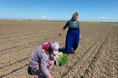 Belindeki 8 platinle tarlada ekmeğini kazanıyor