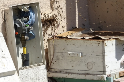 Doğal gaz kutusuna yuva yapan arılar tedirgin etti