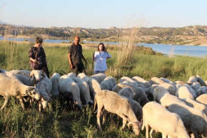 Çobanlık yaparken 2 dil öğrendi, üniversiteyi birincilikle bitirdi