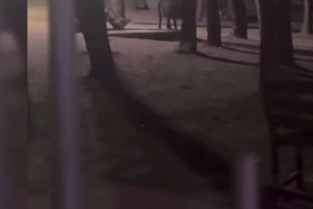 Aç kalan domuzlar Nilüfer Kent Ormanı'nda yiyecek aradı