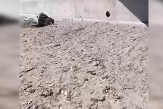 Aç kalan domuzlar sahile indi