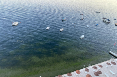 Müsilajın ardından Gemlik Körfezi'nde sevindiren görüntüler