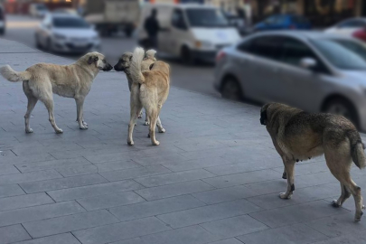 Sahipsiz köpeklerin tamamı yıl sonuna kadar barınaklara alınacak