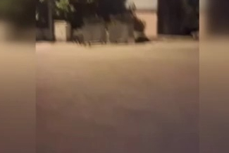 Mahalleye inen domuzları böyle kovaladı