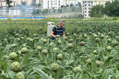 Bursa'nın tescilli enginarı, konut ve sanayi kıskacında