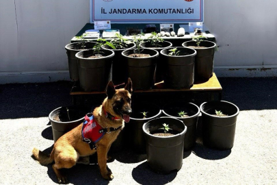 Saksıda yetiştirilen uyuşturucu fide aşamasında ele geçirildi
