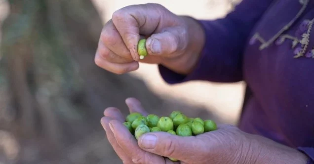 4 bin 500 yıllık zeytin geçmişi olan Kilis’te zeytinin dalından sofraya yolculuğu