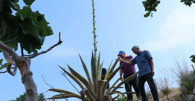 50 yıl sonra 4,5 metreye ulaşan ’sabır çiçeği’ koruma altına alındı