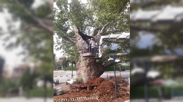 600 yaşındaki tarihi çınar ağacı tedavi edildi
