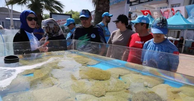 6 bin yavru balık İzmit Körfezi’ne salındı