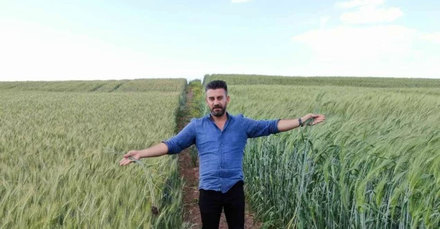 7 bin yıllık buğday Diyarbakır’da boy gösterdi, çiftçiler ’Buğday sorunu kalmayacak’ dedi