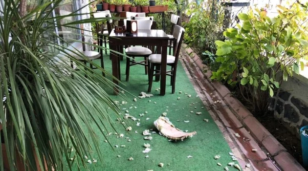 Aç kalan köpekler kafeteryanın sandalyelerini parçaladılar