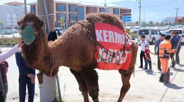 Açık artırmaya çıkarılan deve 60 bin liraya satıldı