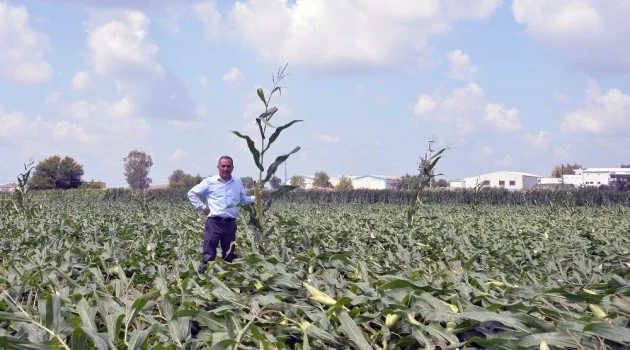 Adana’da hortum tarım alanlarına zarar verdi