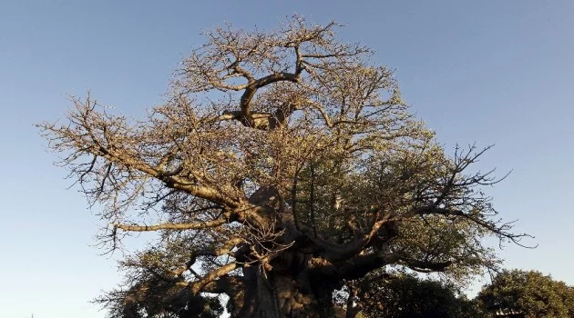 Afrika’da birkaç bin yaşındaki 13 ağacın 9’u yok oldu