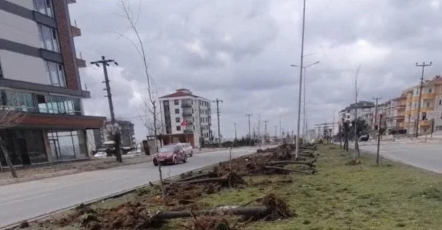 Ağaç katliamı yapan CHP’li belediyeden ilginç cevap: “Dekora uymuyor”