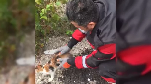 Bursa'da ağaçta mahsur kalan kedi için seferberlik