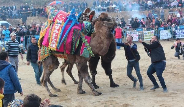 Alaşehir'de deve güreşi heyecanı
