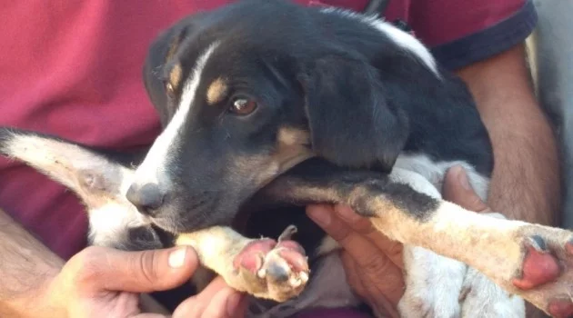 Alevlerin içinde kalan köpeği ormancılar kurtardı