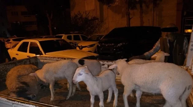 Aliağa’da çiftçinin koyunlarını gasp eden 5 kişi tutuklandı