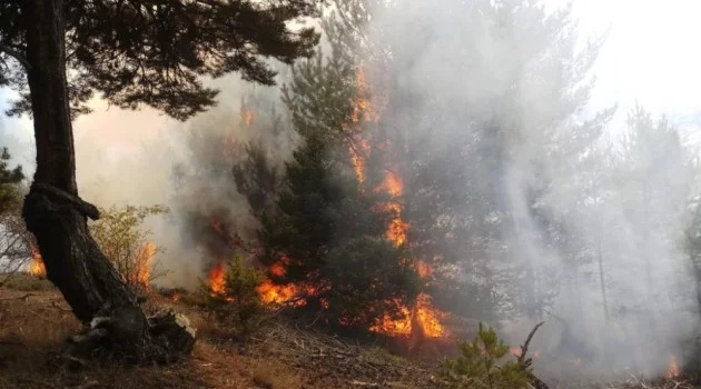 Amasya’daki orman yangını kontrol altına alındı