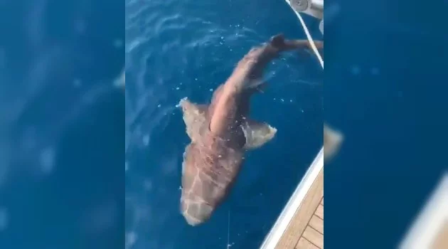 Antalya’da 2 metre boyunda köpek balığı yakalandı