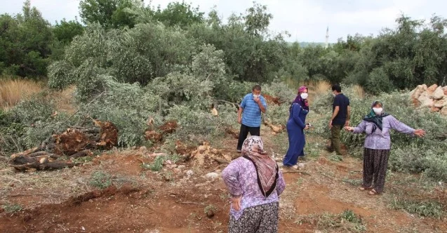 Antalya’da 42 zeytin ağacı inşaat çalışması için katledildi