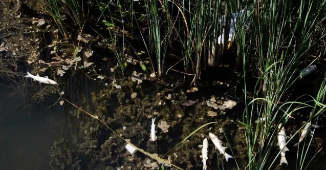 Antalya’da deredeki balık ölümlerinde kimyasal madde ihtimali
