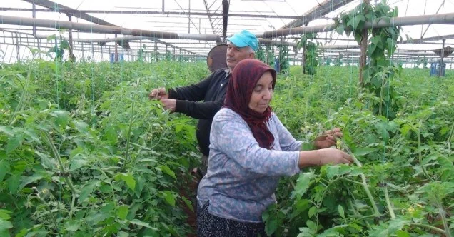 Antalya’da domates üreticisi kışa hazırlanıyor