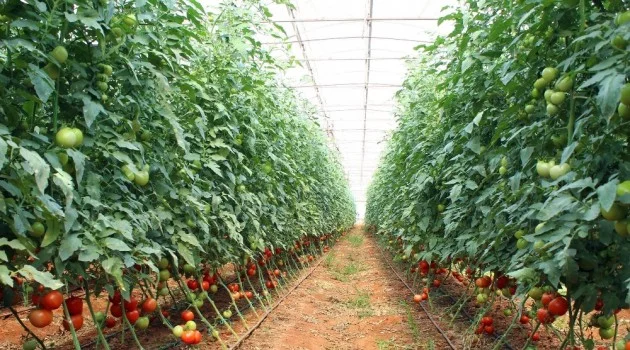 Antalya’da güzlük domates hasadı başladı