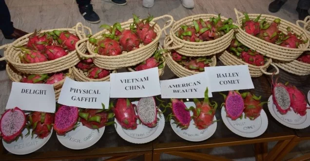 Antalya’da üretilen pitaya meyvesine dış pazardan yoğun talep