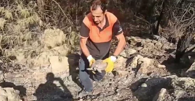 Antalya’da yangın söndürme çalışmasına destek veren ekipler, yaralı kaplumbağanın hayatını kurtardı