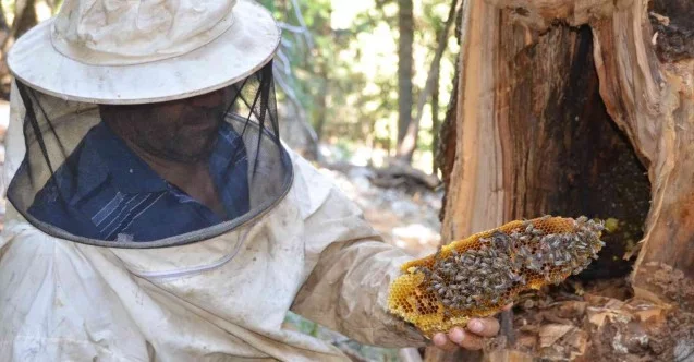 Antalyalı balcılar Toros Dağları’nda firari arıların izini sürerek bal topluyor