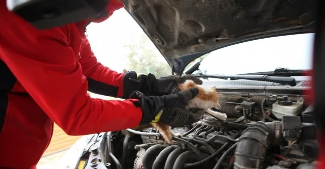 Araç motoruna giren inatçı yavru kedi itfaiye ekiplerince kurtarıldı